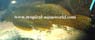 L 234 Megalancistrus parananus