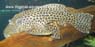 L 234 Megalancistrus parananus2