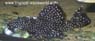L 240 Leporacanticus sp1