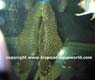 L 26 Baryancistrus Niveatus