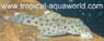 L 264 Leporacanthicus joselimaianus