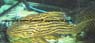 L 27 Panaque cf. Nigrolineatus Xingu