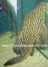 L 27 Panaque sp. cf. nigrolineatus Xingu
