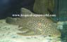 L 330 Panaque cf. Nigrolineatus Royal Dot