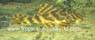 L 340 Hypancistrus sp
