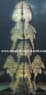 L 66 Hypancistrus sp