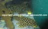 L 82  Scobiancistrus sp
