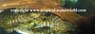 L129 Hypancistrus sp