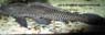 L21a Glyptoperichthys Anisitsi