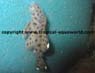 L264 Leporacanthicus Joselimai