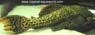 L273 Pseudacanthicus sp. Titanic Gold2