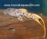 L273 Pseudacanthicus sp. Titanic2