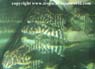 L316 Hypancistrus sp