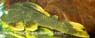 L360 Cochliodon sp