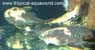 Parancistrus aurantiacus yellow-black