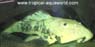 Parancistrus aurantiacus yellow-gold