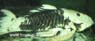 Parancistrus aurantiacus yellow-gold2