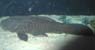 Rinelepis Aspera 1
