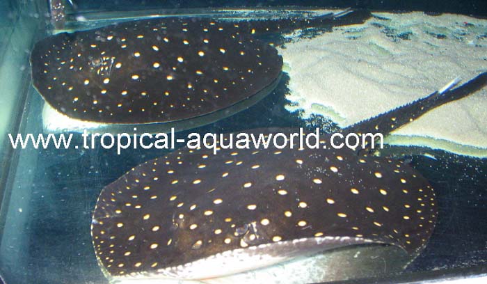 P14 Potamotrygon sp. Itaituba