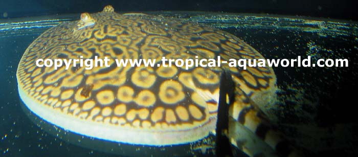Potamotrygon  Menchacai