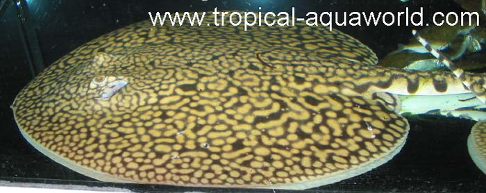 Potamotrygon  Menchacai2