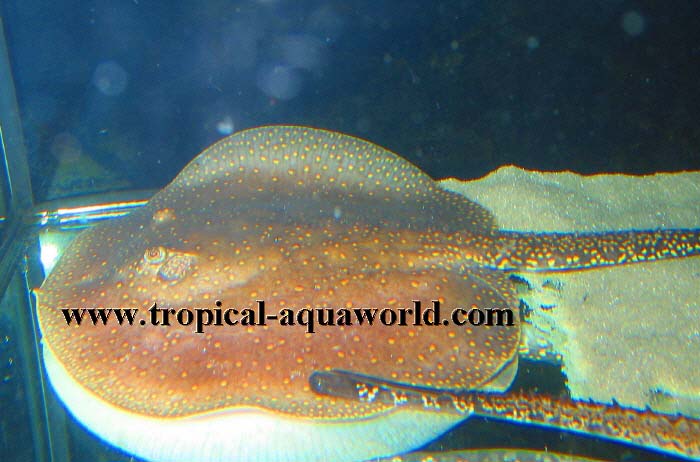 Potamotrygon Castexi Hawaiian 2