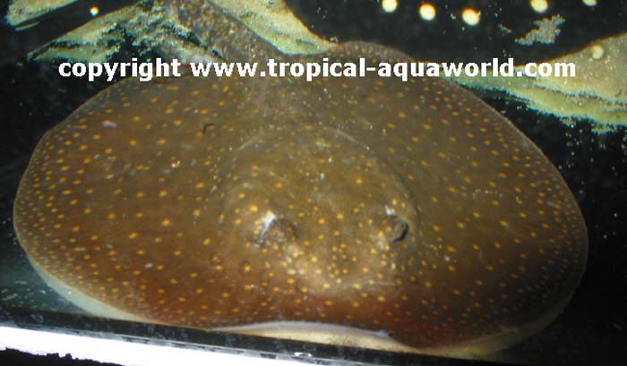 Potamotrygon Castexi Hawaiian