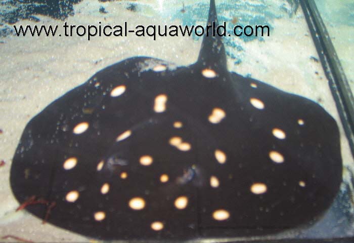 Potamotrygon Leopoldi2