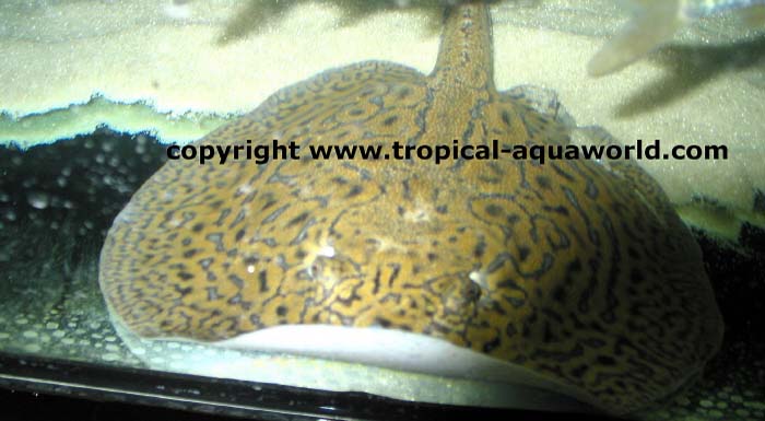 Potamotrygon Mantilla