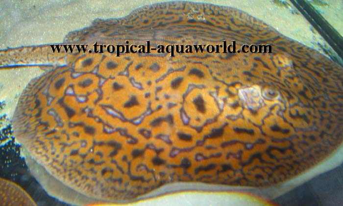 Potamotrygon Mantilla2