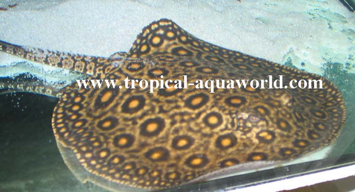 Potamotrygon Motoro Marbled