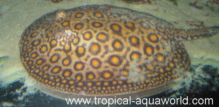 Potamotrygon Motoro Marbled3JPG