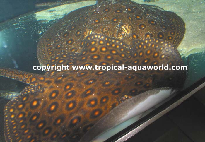 Potamotrygon Motoro