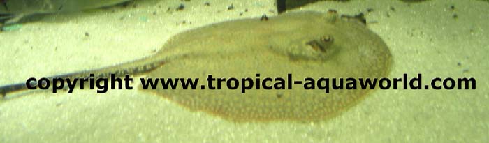 Potamotrygon Orbigny