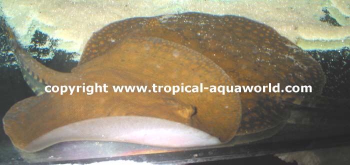 Potamotrygon Orbigny1