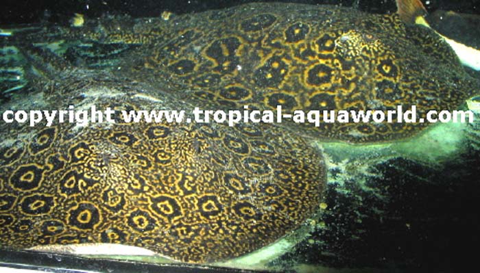 Potamotrygon Pearl ray - Perlrochen 2