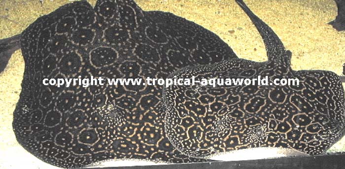 Potamotrygon Pearl ray - Perlrochen