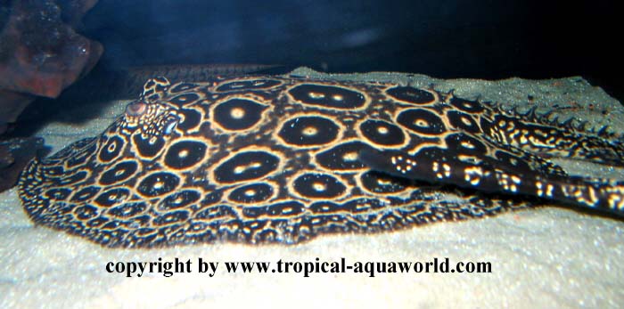 Potamotrygon Pearl ray - Perlrochen1