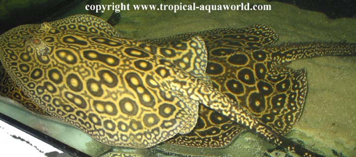 Potamotrygon Pearl ray - Perlrochen3