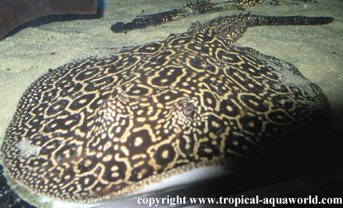 Potamotrygon Pearl ray - Perlrochen4