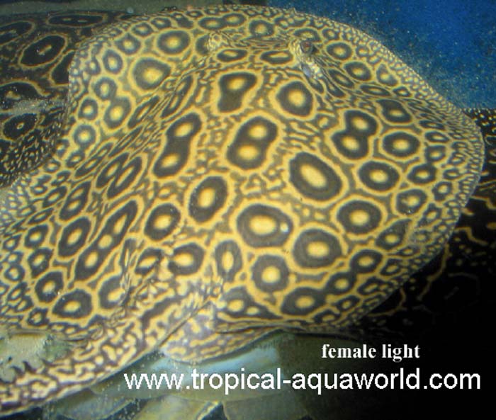 Potamotrygon Pearl ray - Perlrochen5