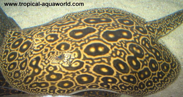 Potamotrygon Pearl ray - Perlrochen6
