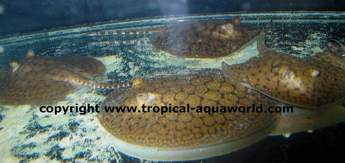 Potamotrygon Schroederi
