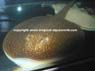 Potamotrygon Falkneri