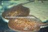 Potamotrygon Motoro Marbled2