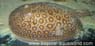 Potamotrygon Motoro Marbled3JPG