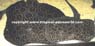 Potamotrygon Pearl ray - Perlrochen
