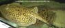 Potamotrygon Pearl ray - Perlrochen3
