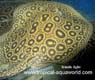 Potamotrygon Pearl ray - Perlrochen5