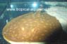 Potamotrygon Scobina1